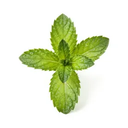 Mint cutting in water