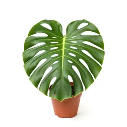 Monstera deliciosa in a pot