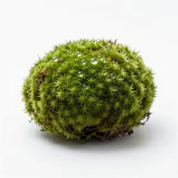 Moss ball