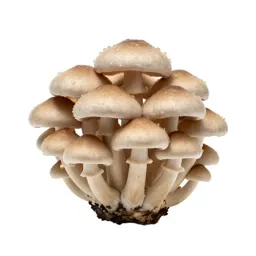 Mushroom cluster on bark