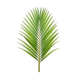 Nikau palm frond