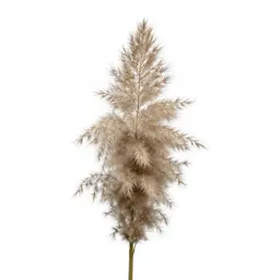 Pampas grass plume
