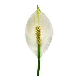 Peace lily in bloom