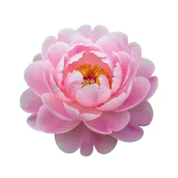 Peony in full bloom