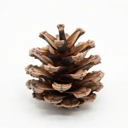 Pine cone