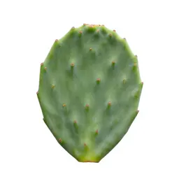 Prickly pear pad