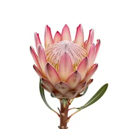 Protea flower