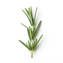 Rosemary sprig