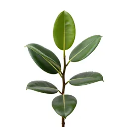 Rubber plant