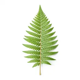Silver fern frond