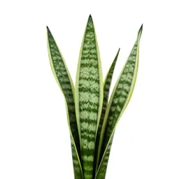 Snake plant