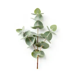 Sprig of eucalyptus