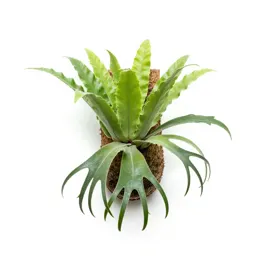 Staghorn fern mounted