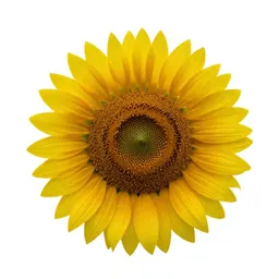 Sunflower head