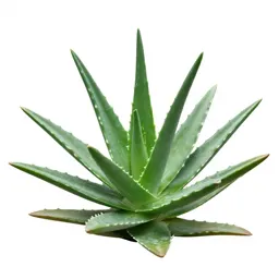 Aloe vera rosette