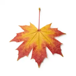 Autumn maple branch