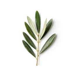 Olive branch