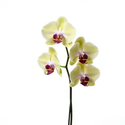 Orchid with arching stems