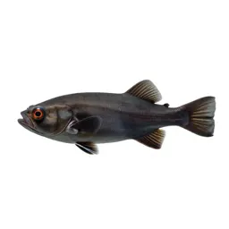 Barreleye fish