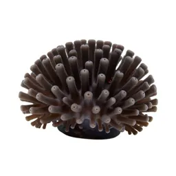 Coral polyp colony
