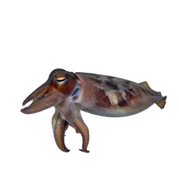 Cuttlefish changing colour
