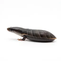 Garden eel