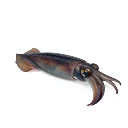 Giant squid