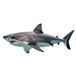 Great white shark
