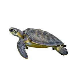 Green sea turtle