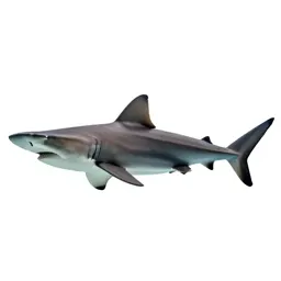 Hammerhead shark