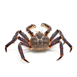 King crab