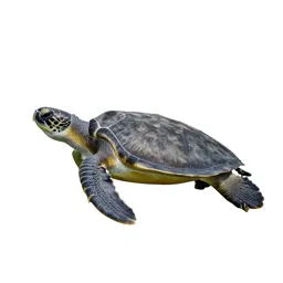 Leatherback turtle