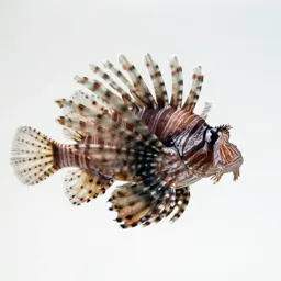 Lionfish