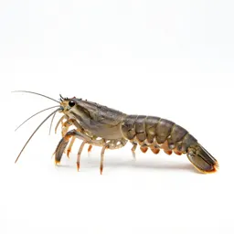 Mantis shrimp