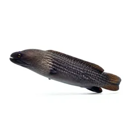 Moray eel