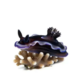Nudibranch on coral