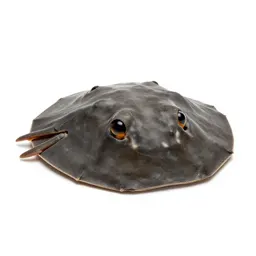 Sand dollar burrowing