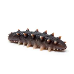 Sea cucumber