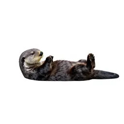 Sea otter floating