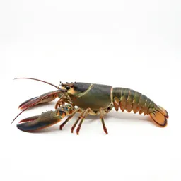 Spiny lobster