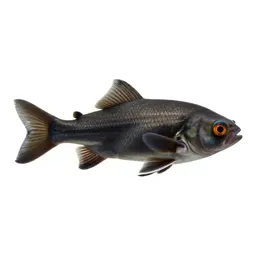 Sunfish