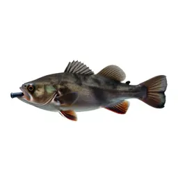 Anglerfish with a lure