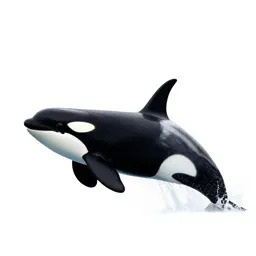 Orca breaching