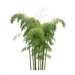 Bamboo grove