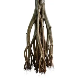 Banyan with aerial roots