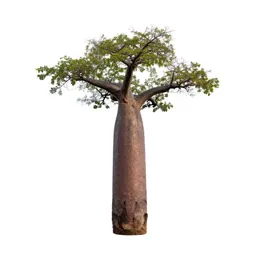 Baobab