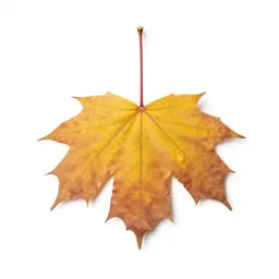 Beech in autumn