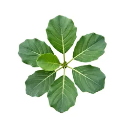Cabbage tree