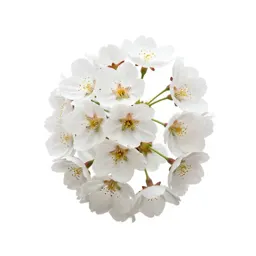 Cherry tree in blossom