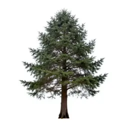 Coastal redwood